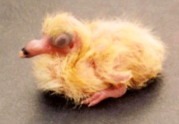 Pigeon Hatchling