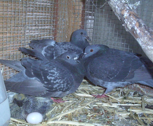 Juvenile Pigeons
