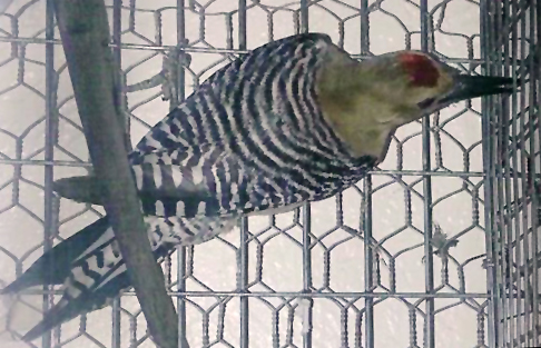 Gila Woodpecker