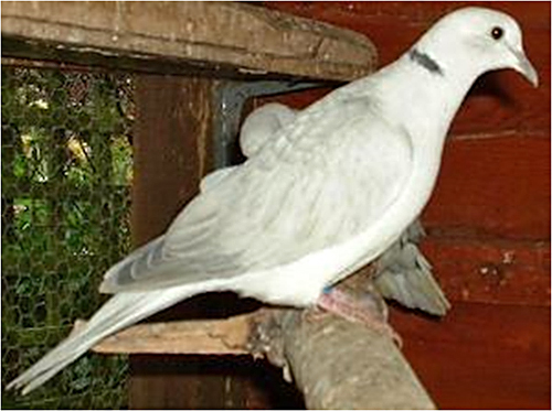 Domestic Ring Neck Dove