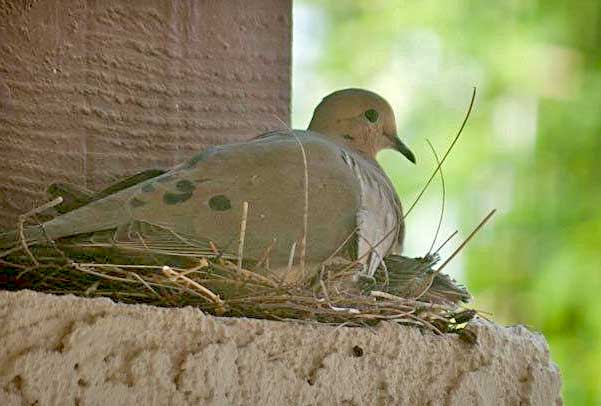 Dove On Nest