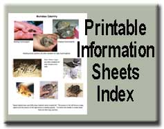 Info Sheet Index