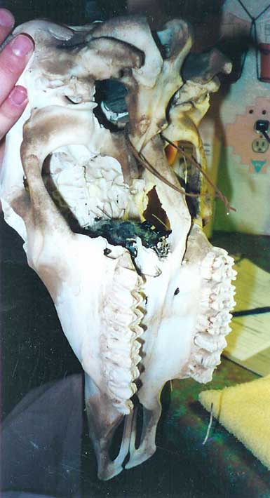 Finch Nest in Steer Skull