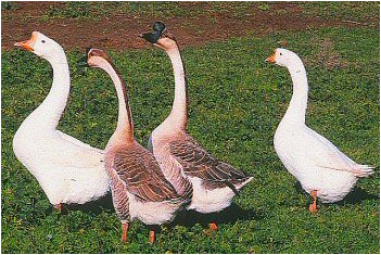 White and Brown Chinese Geese