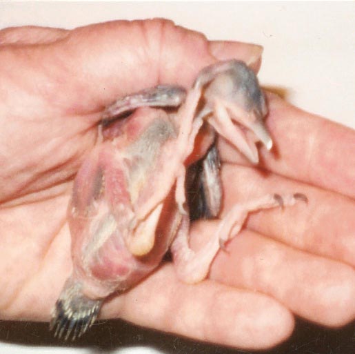 Gila Woodpecker Hatchling