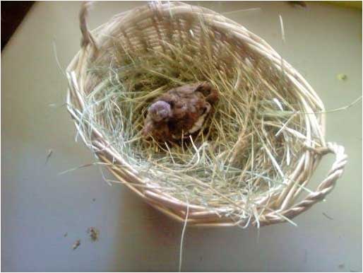 basket nest