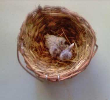 Nest from craft store