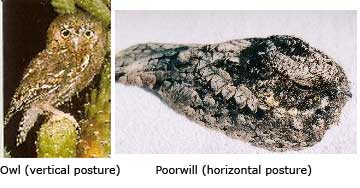 Owl-Poorwill