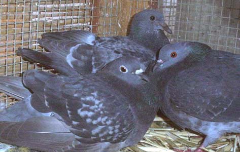 pigeons cere