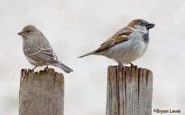 Adult Sparrows