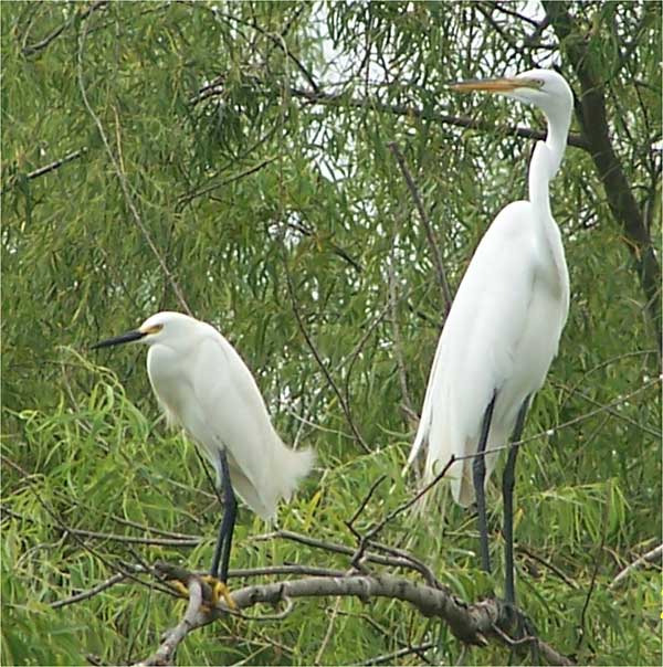 Snowy Egret and Great Egret
