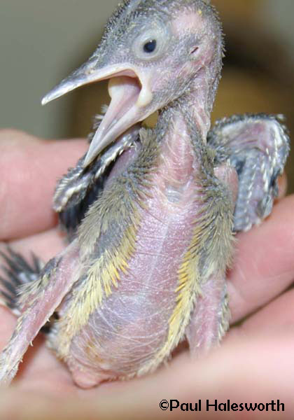 Baby Woodpecker Identification Baby Woodpecker Identification