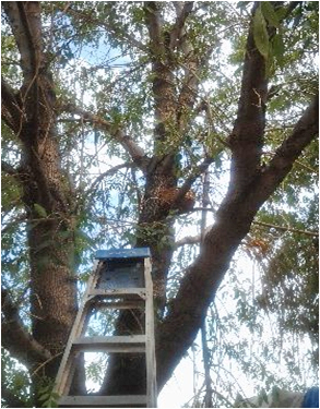 ladder to basket nest