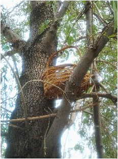 basket nest