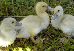 Pekin Ducklings