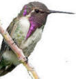 Costas Hummingbird