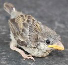 sparrow hatchling
