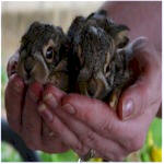 Orphaned Small Mammals