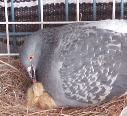 Adult Pigeon Feeding Baby
