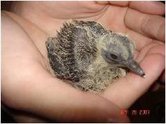 Not A Hummingbird-Dove