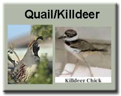 Quail and Killdeer