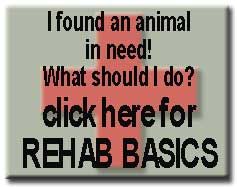 Rehab Basics