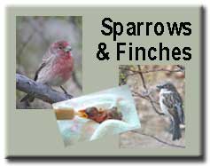 Sparrows & Finches