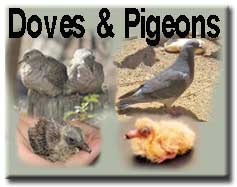 Doves & Pigeons