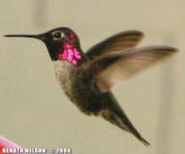 Anna's Hummingbird