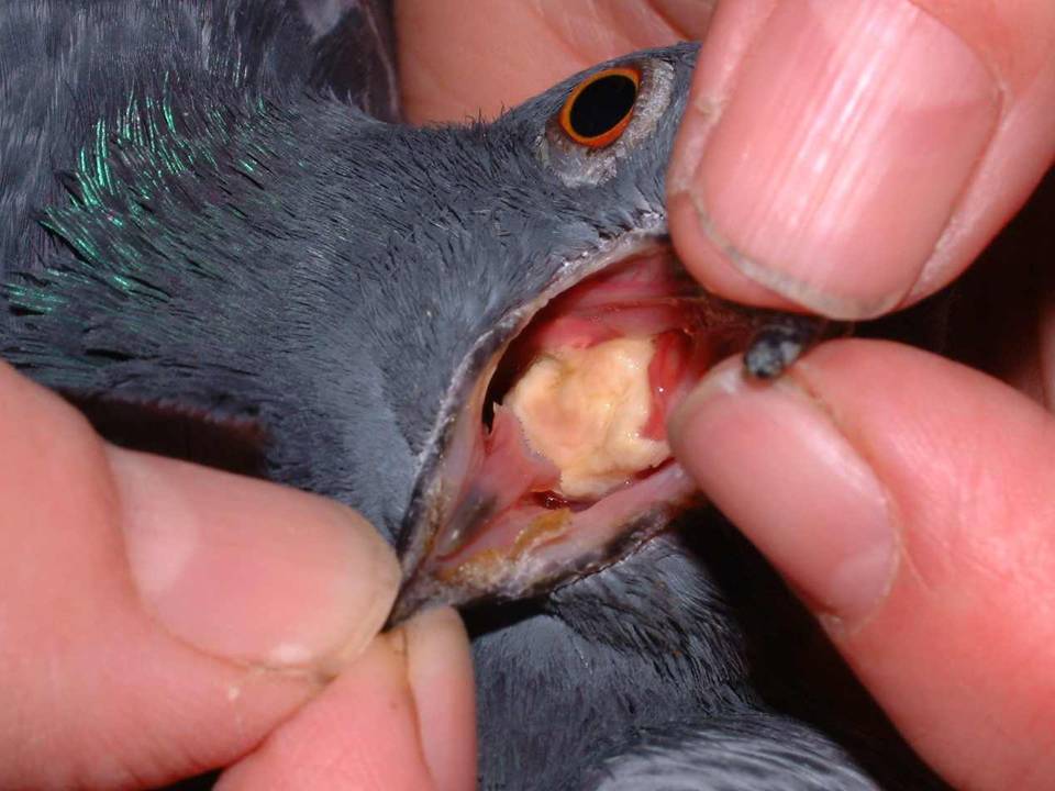 Pigeon with Canker
