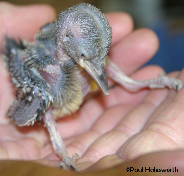 Baby Bird Identification Gallery Baby Bird Identification Gallery