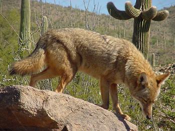 Coyote