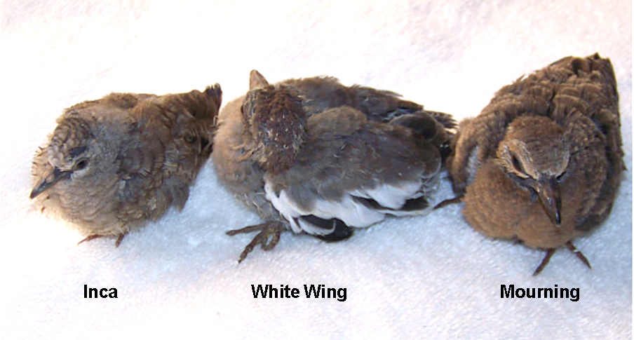 Inca, White Wing, Mourning