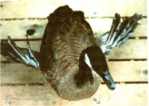 Duck with Angel Wing