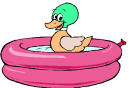 Ducks in Pool