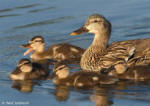 Mallard Babies