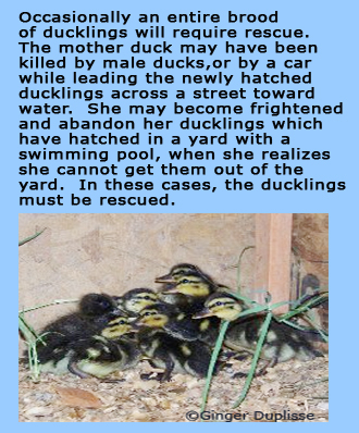 Ducks