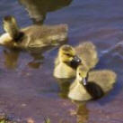 Baby Geese