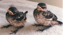 Fledgling Mockingbirds