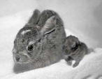 Jack Rabbit and Cotton Tail Rabbit - Front view, 1 Week Old.
