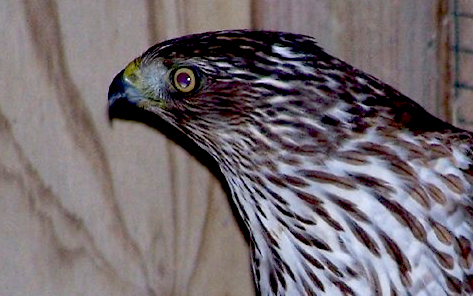 Cooper's Hawk
