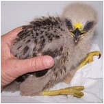 Baby Raptor