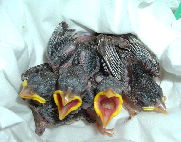 Sparrow Hatchling