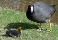 American Coot & hatchling